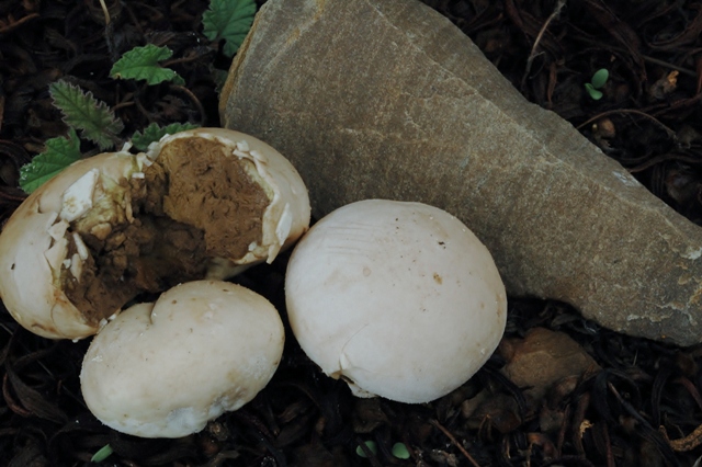 Bovista e/o Lycoperdon?